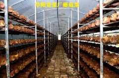 蘑菇架廠家直銷，食用菌蘑菇架子，食用菌網格